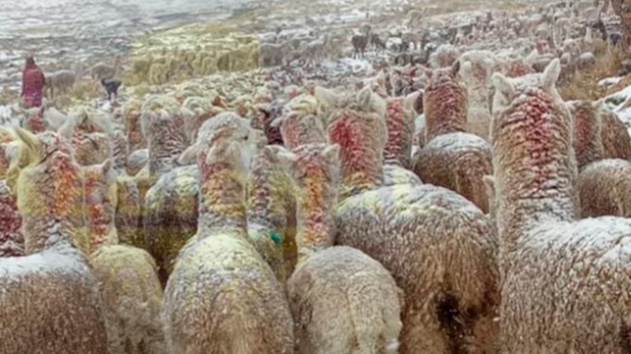 Intensa nevada golpea zonas altoandinas de Moquegua y afecta a ganaderos de Sánchez Cerro