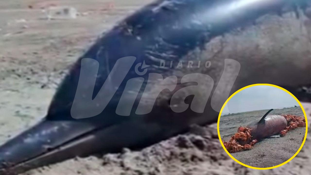Alarma en Punta de Bombón: hallan delfines varados y crece preocupación por la fauna marina