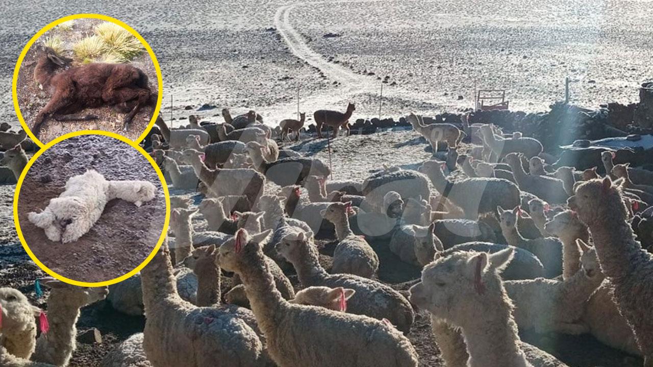Nevadas afectan ganado en distritos altos de Caylloma