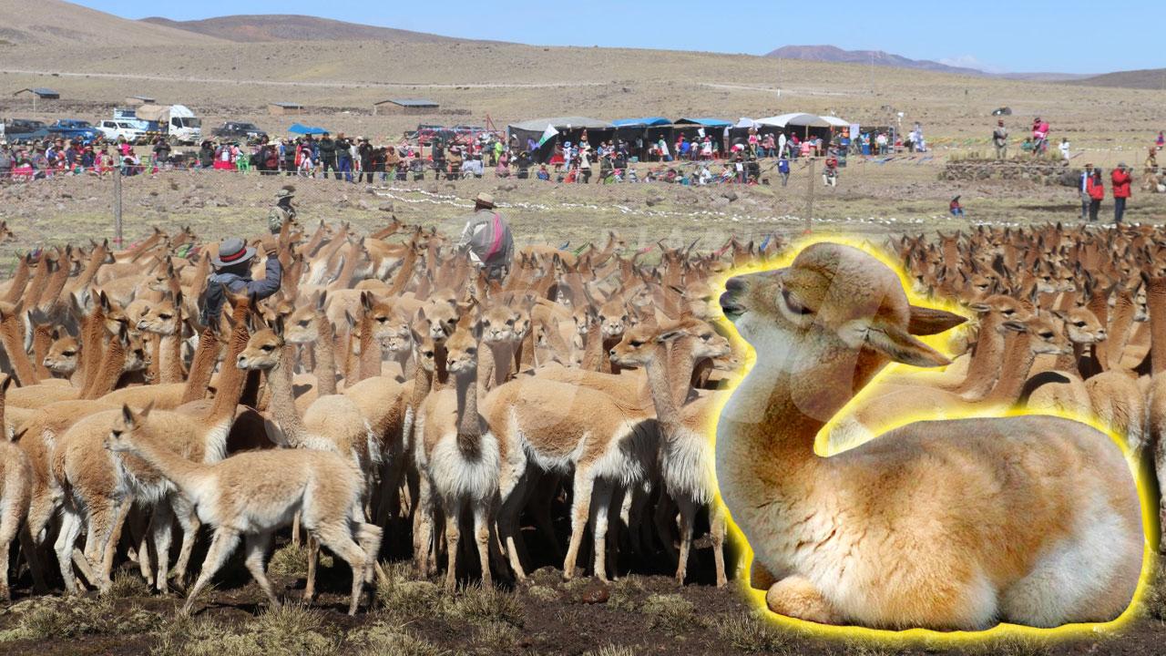 Arequipa será la capital de la vicuña del Perú